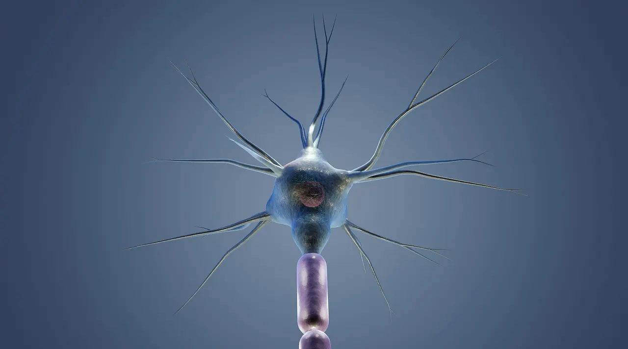 A molecular carrot-and-stick approach to wiring the brain