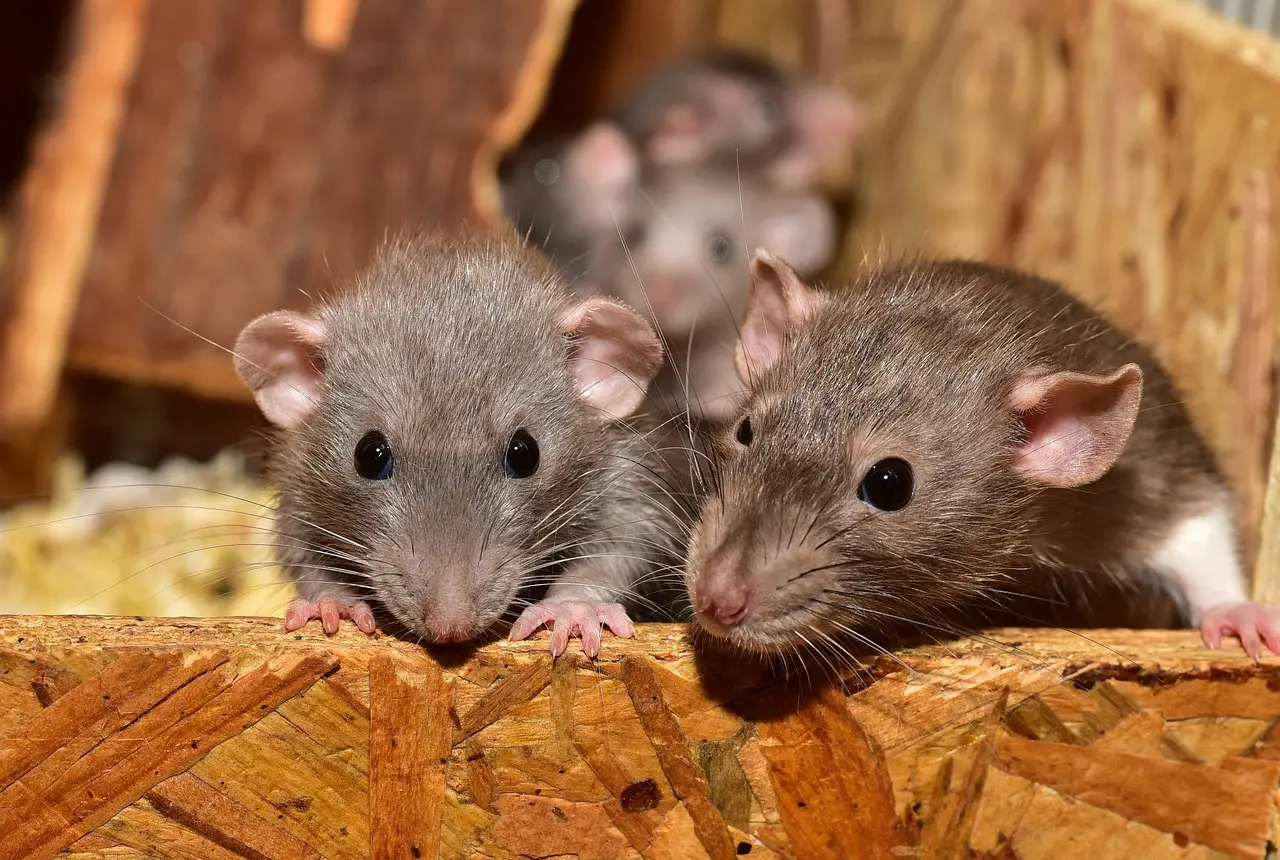 Rats are more social than we thought