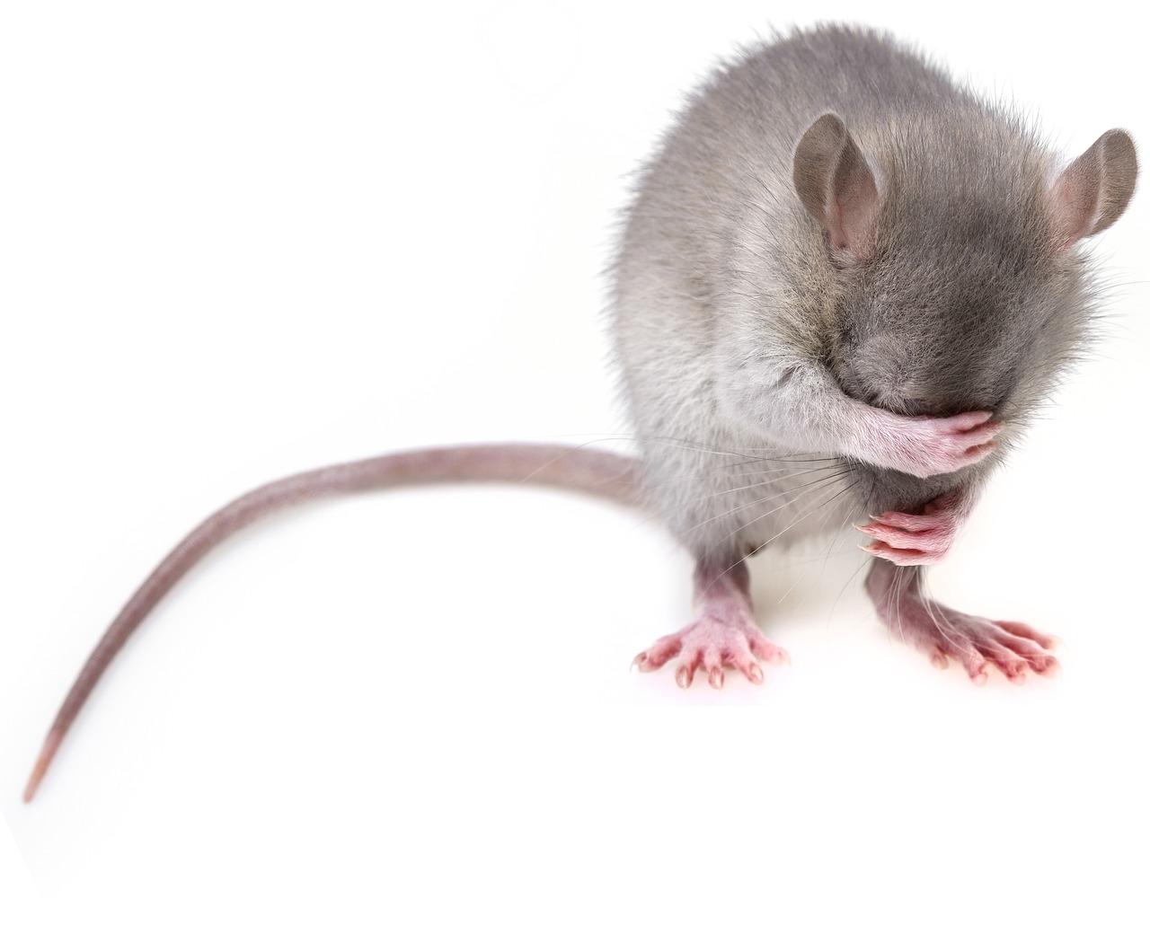 Rats tend to avoid hurting other rats