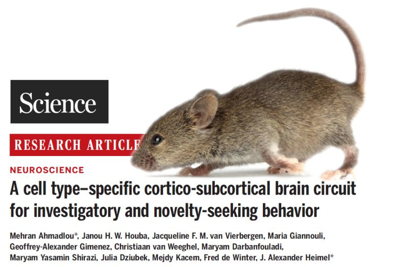 Science on curiosity