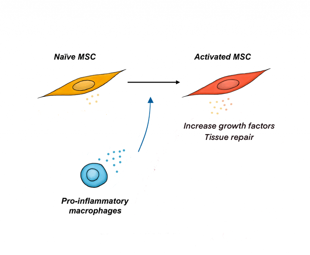 MSC Macrofagen