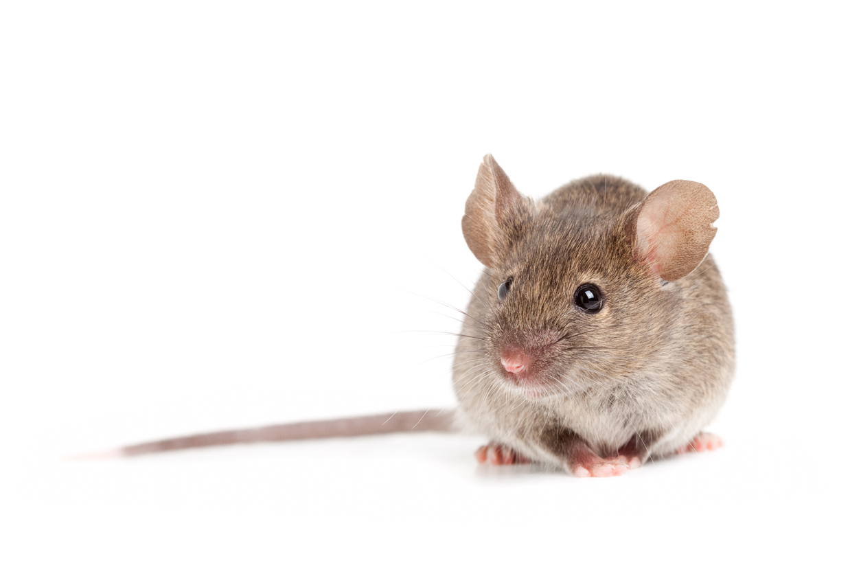 ‘The Focea’: a region of improved vision in mice