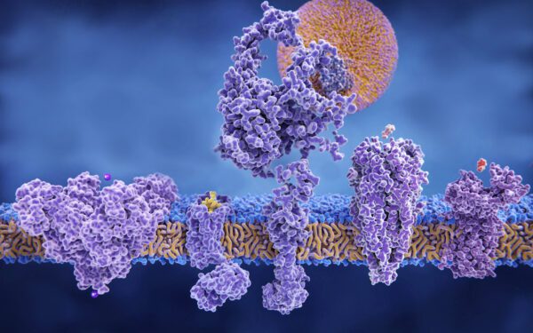 Ion channels can multi-task