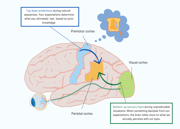 When we see what others do, our brain sees not what we see, but what we ...